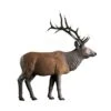 Rinehart 3D Target - Standing Elk -Archery Equipment Store RIN072